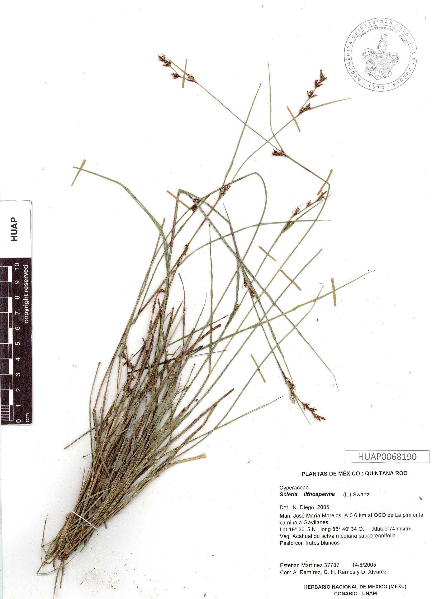 Scleria lithosperma image