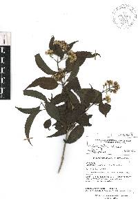 Koanophyllon albicaule image