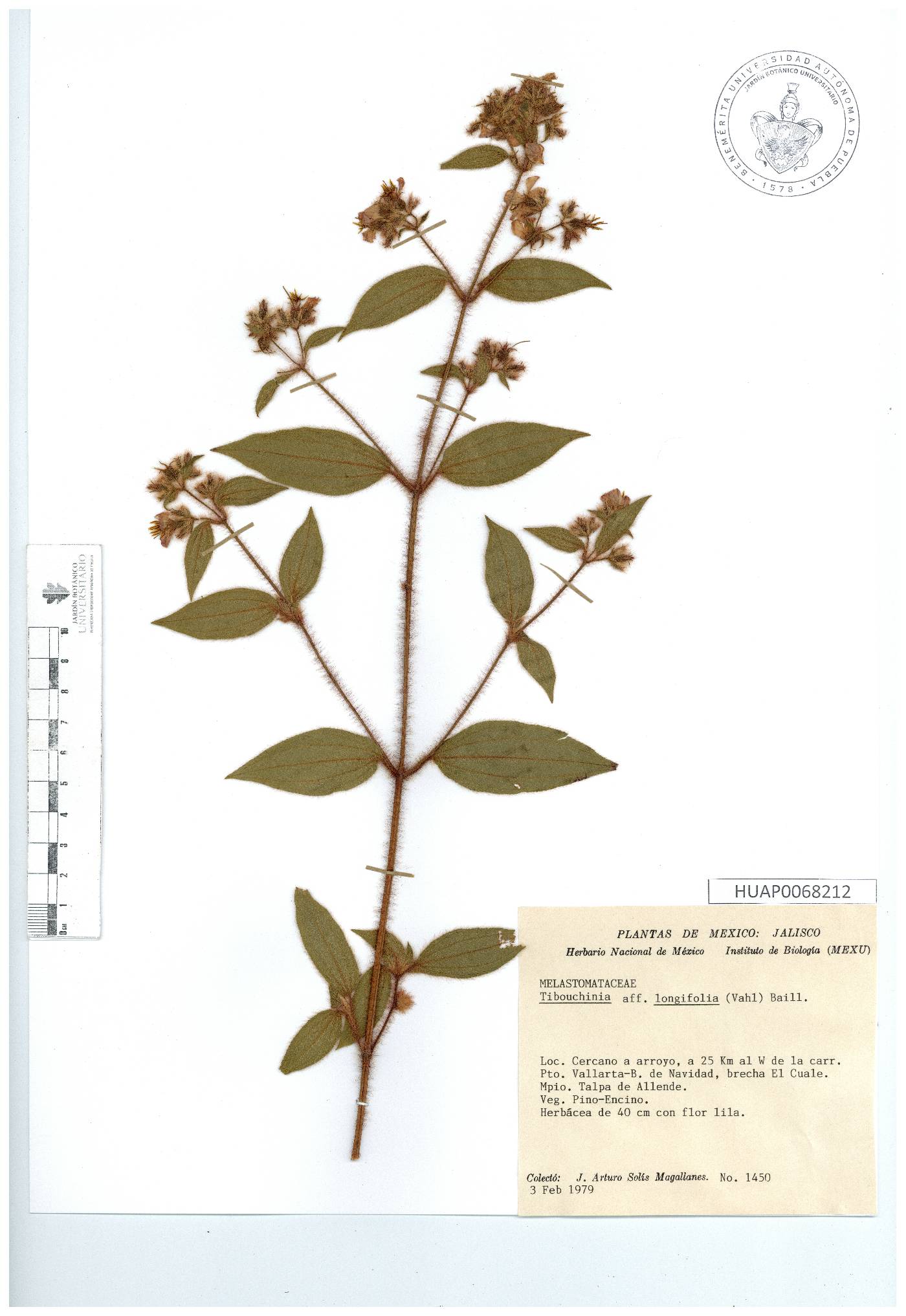 Chaetogastra longifolia image