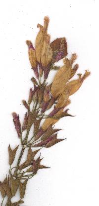 Salvia involucrata image