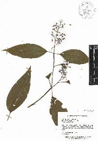 Miconia laevigata image