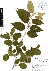 Guazuma ulmifolia image