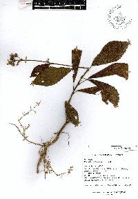 Pavonia schiedeana image