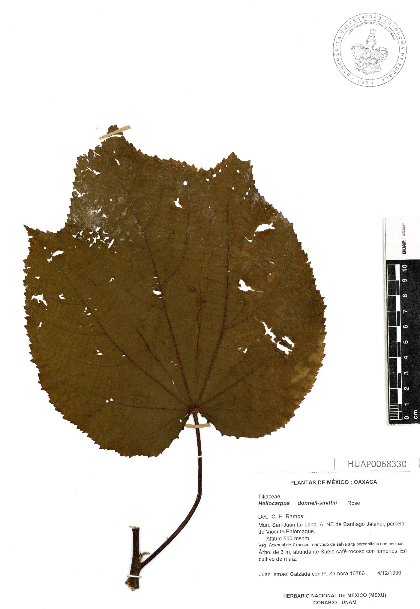 Heliocarpus donnellsmithii image