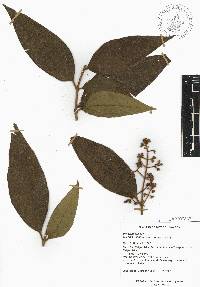 Miconia ibaguensis image