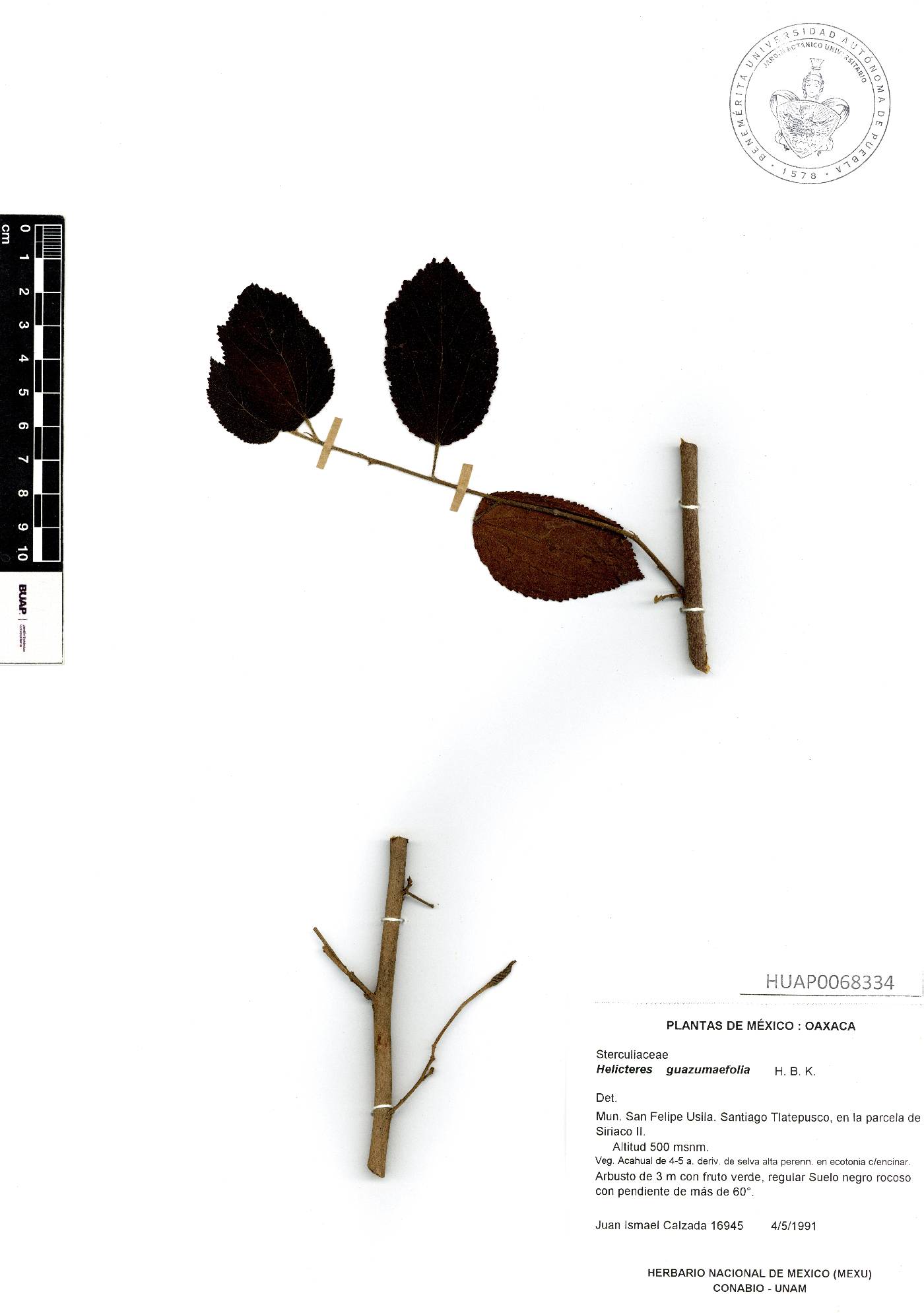 Helicteres guazumifolia image