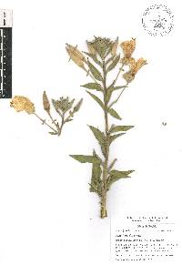 Oenothera elata image