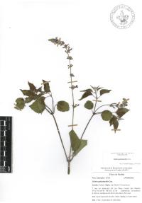 Salvia polystachia image
