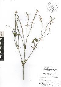 Verbena litoralis image