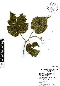 Heliocarpus terebinthinaceus image