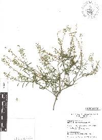 Image of Lepidium costaricense