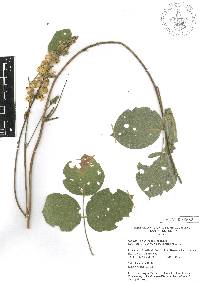 Galactia viridiflora image