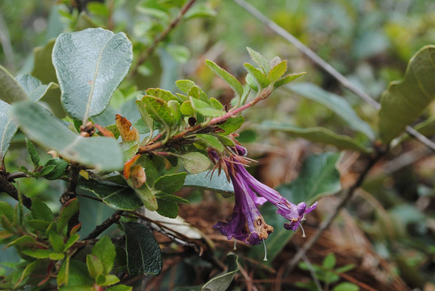 Vesalea grandifolia image