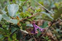 Vesalea grandifolia image