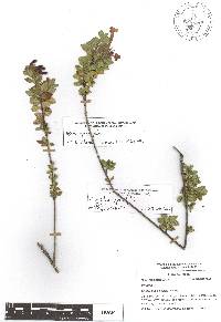 Image of Vesalea grandifolia