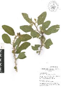 Solanum torvum image