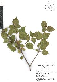 Croton flavescens image