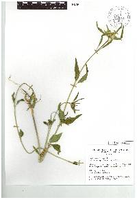 Euphorbia heterophylla image