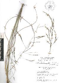 Aristida ternipes image