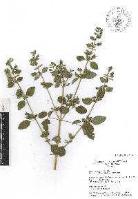 Mesosphaerum suaveolens image