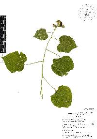 Pseudabutilon umbellatum image