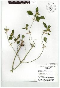 Euphorbia heterophylla image