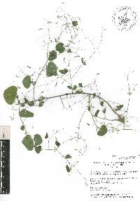 Desmodium procumbens image