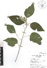 Rivina humilis image