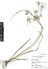 Cyperus ochraceus image