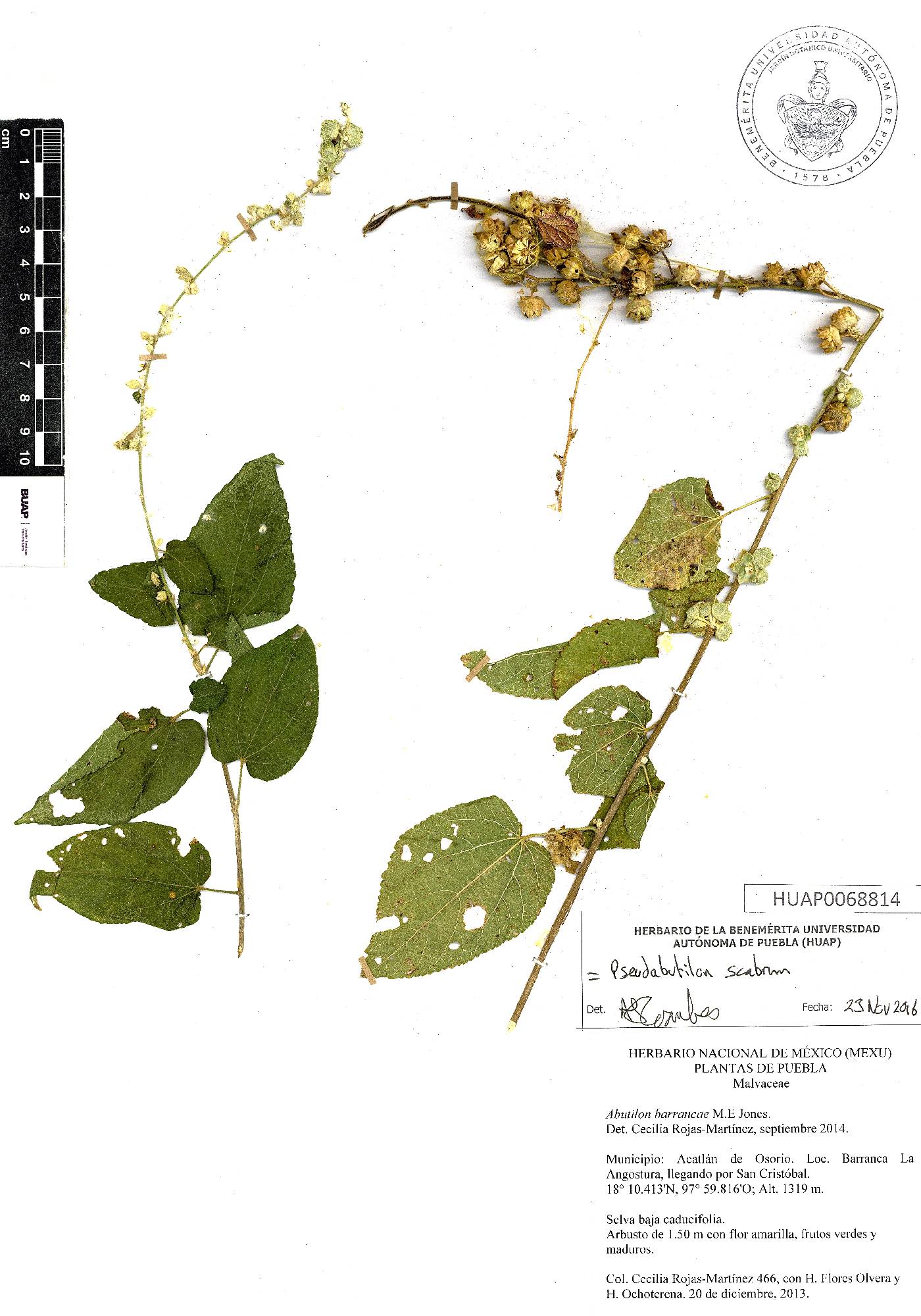 Pseudabutilon scabrum image