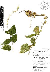 Pseudabutilon scabrum image