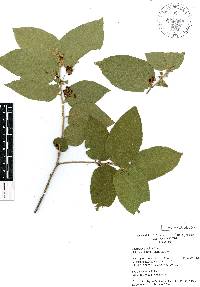 Guazuma ulmifolia image