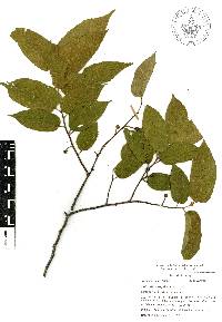 Guazuma ulmifolia image