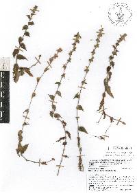 Callisia repens image