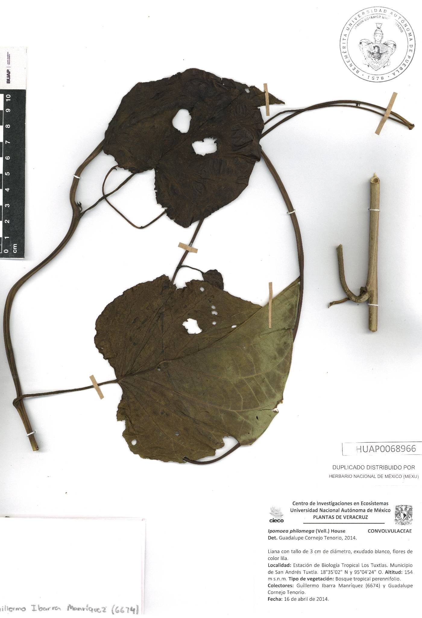 Ipomoea philomega image