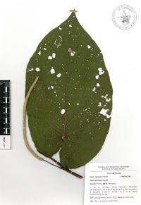Piper auritum image