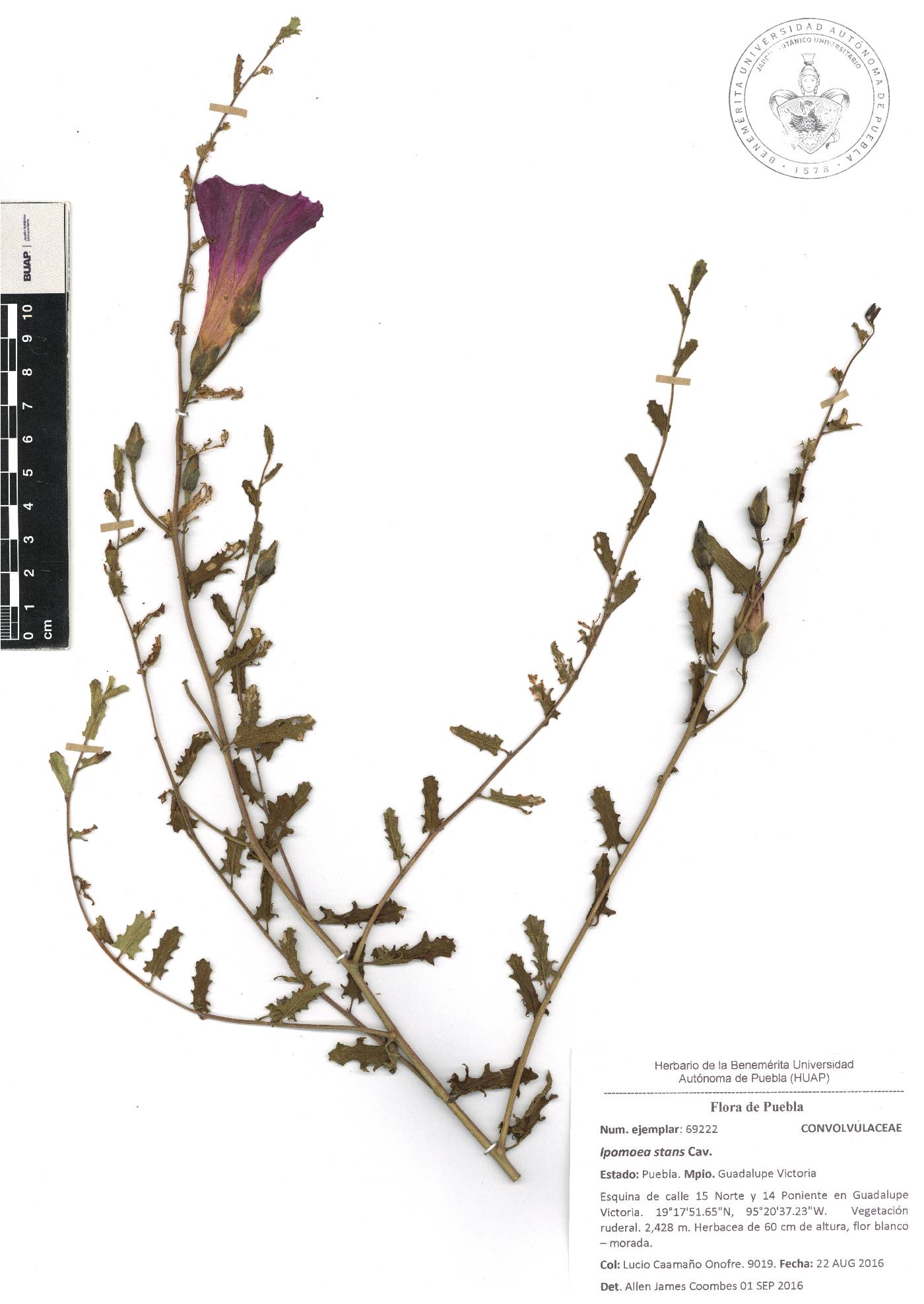 Ipomoea stans image