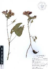 Proboscidea triloba image