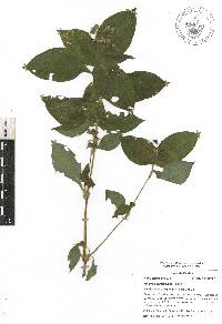 Tinantia erecta image