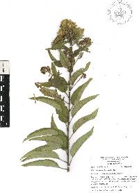 Cestrum thyrsoideum image