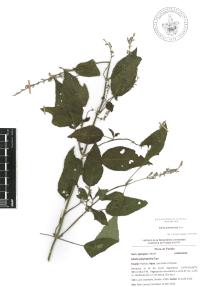 Salvia polystachia image