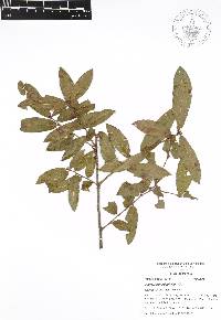 Quercus acherdophylla image