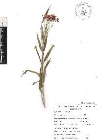 Asclepias curassavica image