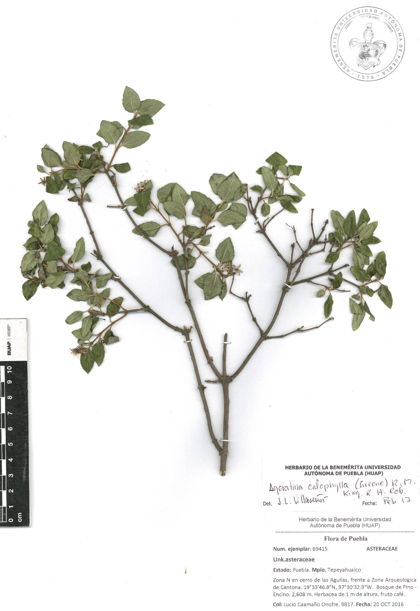 Ageratina calophylla image