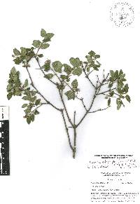 Ageratina calophylla image