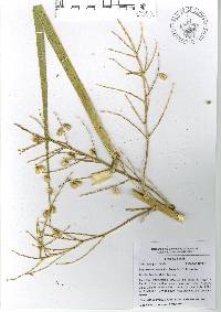 Beaucarnea olsonii image