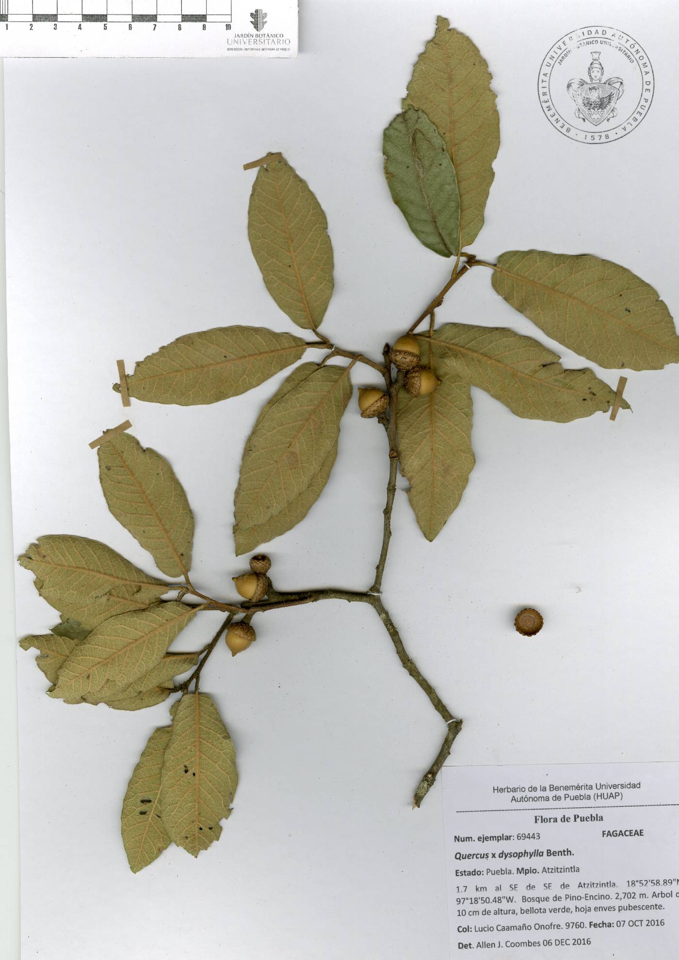 Quercus × dysophylla image