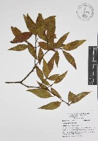 Quercus affinis image