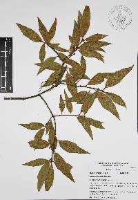 Quercus affinis image