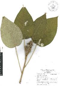 Croton stipulaceus image